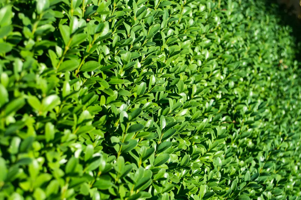unsplash_vU9xjJj1Y-A_hedge.webp