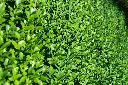 unsplash_vU9xjJj1Y-A_hedge.webp
