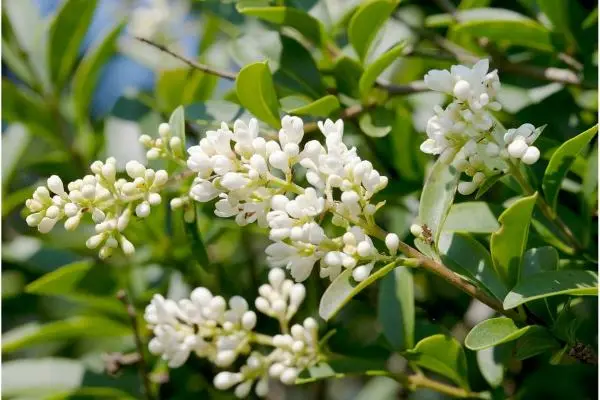 ligustrum-ovalifolium-fleurs.webp
