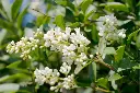 ligustrum-ovalifolium-fleurs.webp