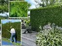 thuja-atrovirens-haie.webp