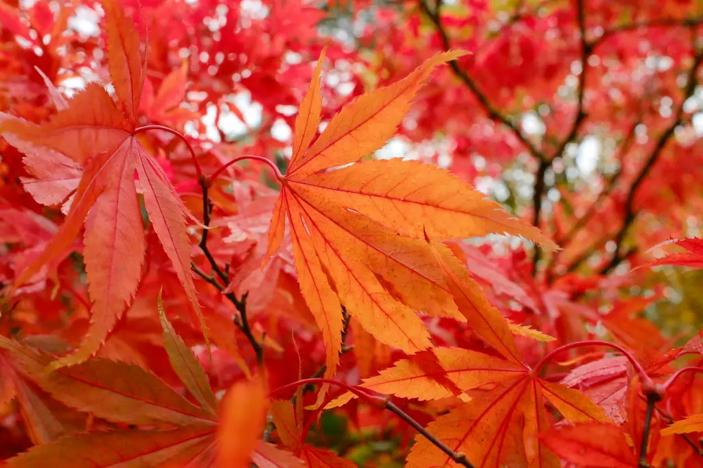 unsplash_dd7VmtM41Uo_acer.webp