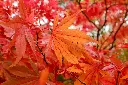 unsplash_dd7VmtM41Uo_acer.webp