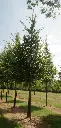carpinus-betulus-arbre.webp