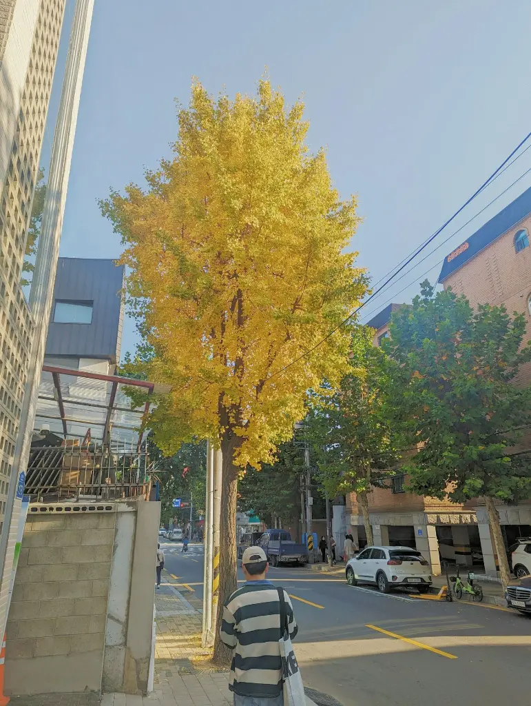 unsplash_L3FIMdLMDHg_gingko.webp