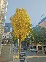 unsplash_L3FIMdLMDHg_gingko.webp