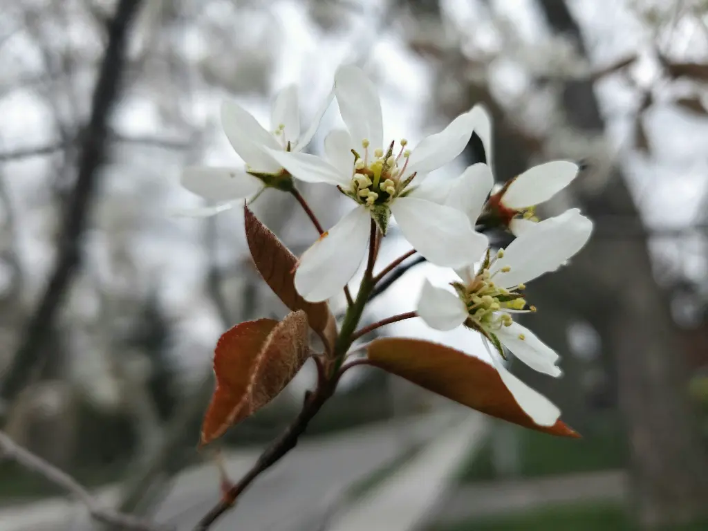 unsplash_M77HqPiic5M_amelanchier.jpg.webp