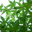unsplash_O8JOJjEmzO8_acer palmatum.jpg.webp