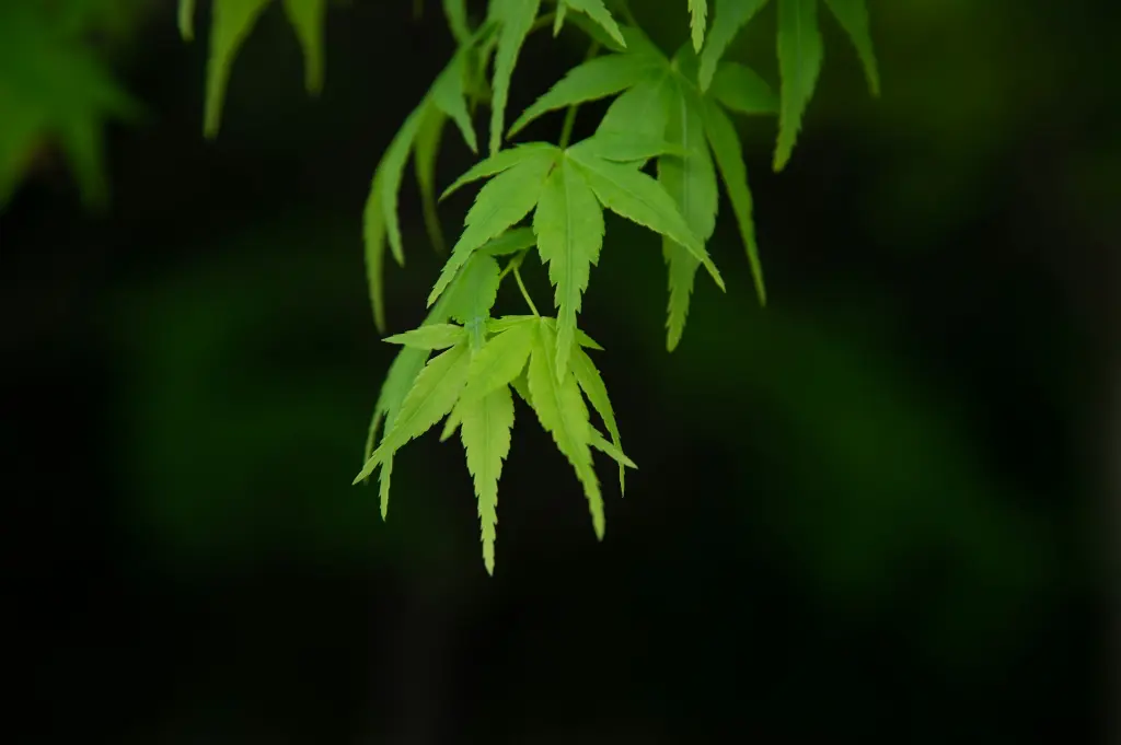 unsplash_MdgygSgtuhc_acer palmatum.webp
