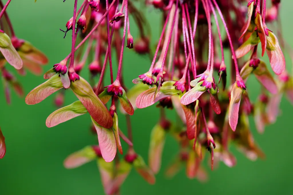 unsplash_hGiU7MUs5Fc_acer rubrum.webp