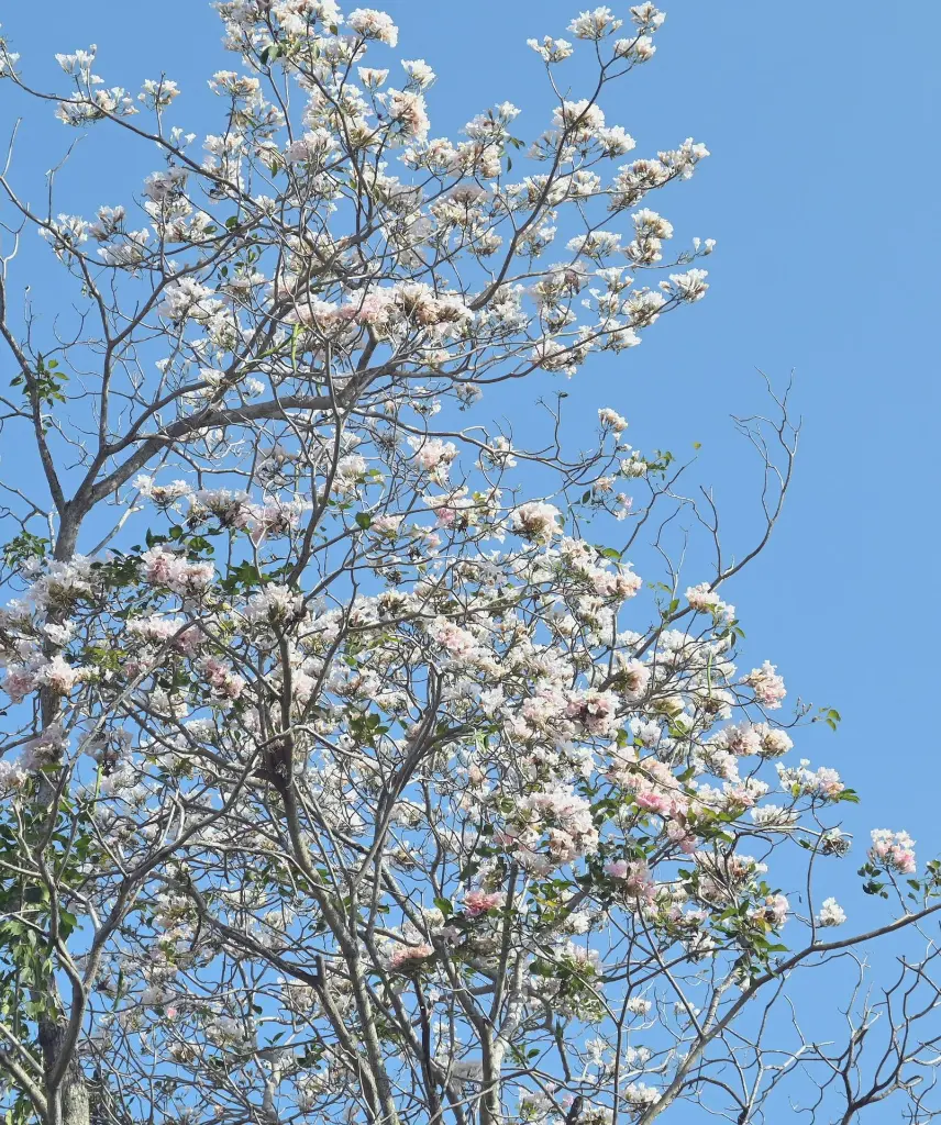 unsplash_JtW7xF0OQD0_Magnolia kobus .jpg.webp