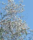 unsplash_JtW7xF0OQD0_Magnolia kobus .jpg.webp