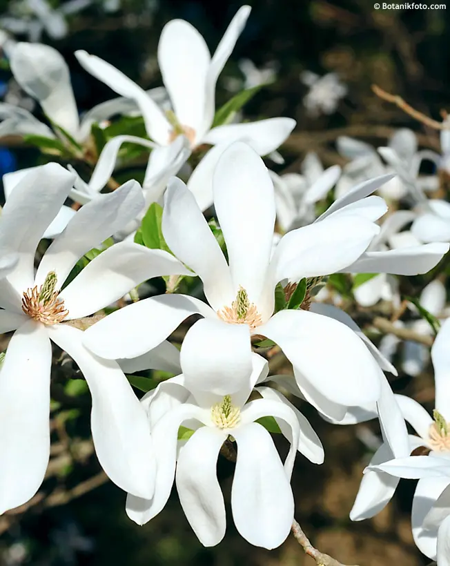 Magnolia kobuS-FLEURS.webp