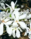 Magnolia kobuS-FLEURS.webp