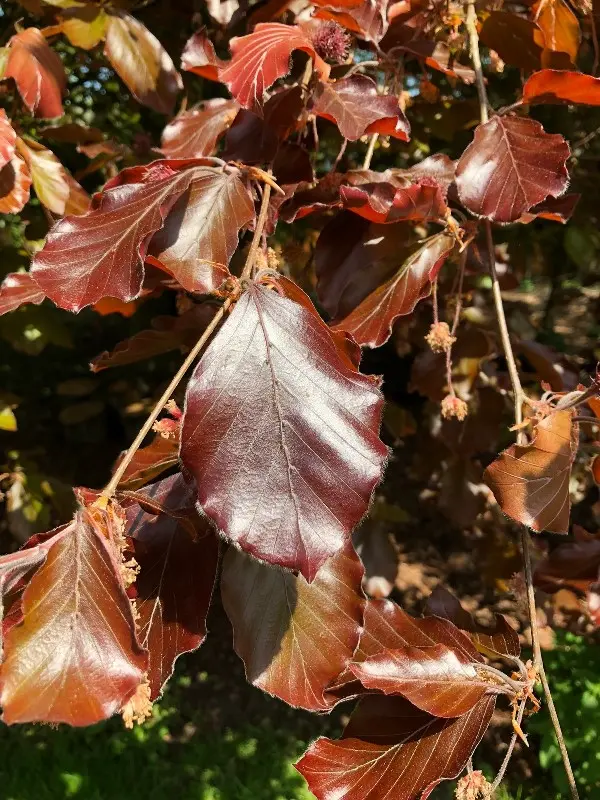 Fagus sylvatica Purpurea-1.webp