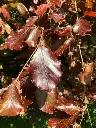 Fagus sylvatica Purpurea-1.webp