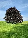 unsplash_21H4-Mc6z7M_Fagus sylvatica Purpurea.webp