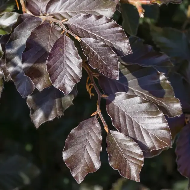 Fagus sylvatica Purpurea-3.webp