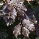 Fagus sylvatica Purpurea-3.webp