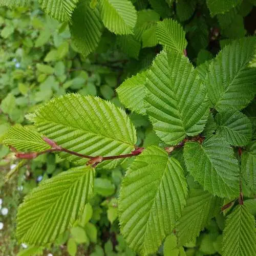 carpinus-feuilles-vertes.webp