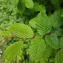 carpinus-feuilles-vertes.webp