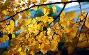 Tilia platyphyllos-aut.webp
