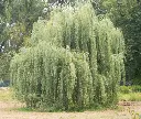 Salix sepulcralis Chrysocoma-AdobeStock_372744556.webp