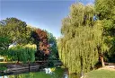 Salix sepulcralis Chrysocoma.webp