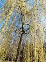 Salix sepulcralis Chrysocoma-AdobeStock_327531350.webp