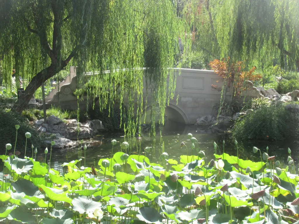 unsplash_qjwAh-1UoSw_willow.jpg.webp