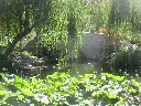 unsplash_qjwAh-1UoSw_willow.jpg.webp