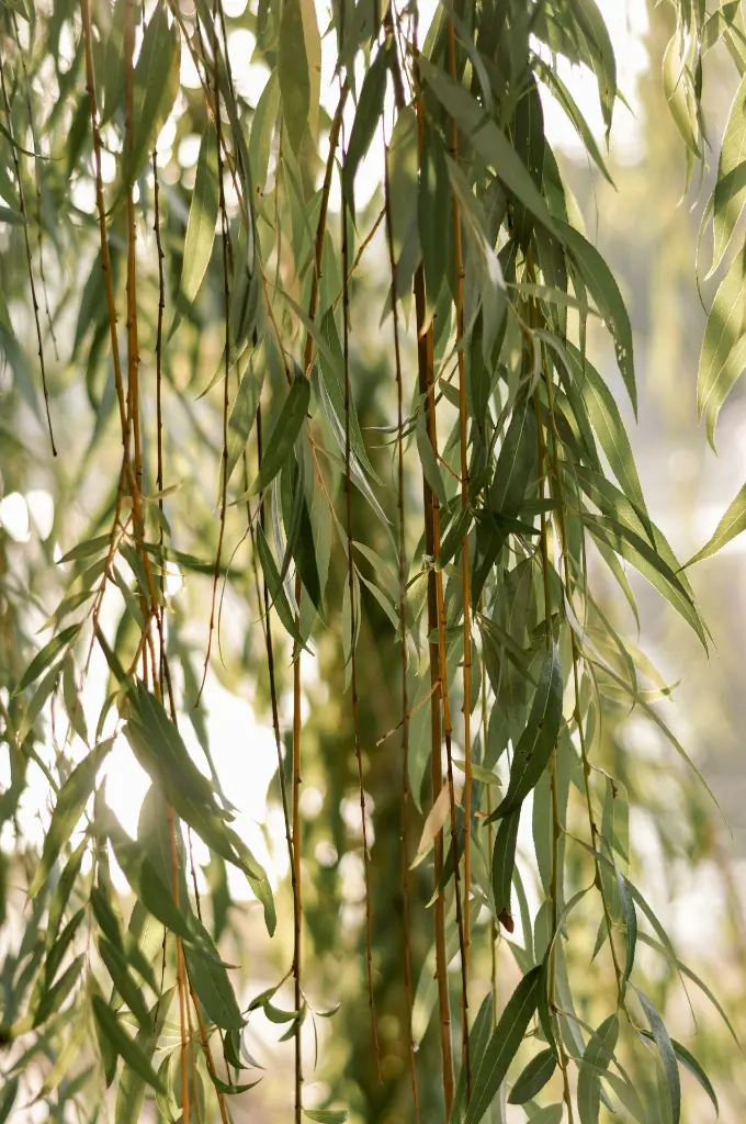 unsplash_nv_XcoOpW48_willow.webp