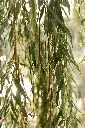 unsplash_nv_XcoOpW48_willow.webp