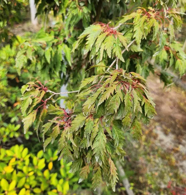 Acer palmatum Hagoromo-20250925_114005.webp