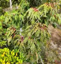 Acer palmatum Hagoromo-20250925_114005.webp