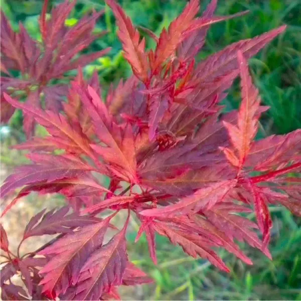 Acer palmatum Beni Hagoromo-3.webp