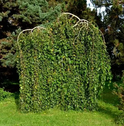 Betula Pendula Youngii Baliveau.webp