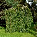 Betula Pendula Youngii Baliveau.webp