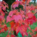 Acer rubrum October Glory -feuill.webp
