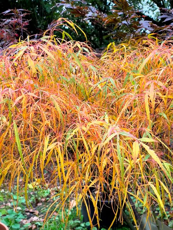 Acer palmatum Koto No Ito-aut.webp