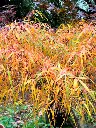 Acer palmatum Koto No Ito-aut.webp
