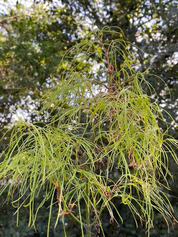 Acer palmatum Koto No Ito-été.webp