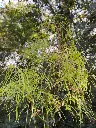 Acer palmatum Koto No Ito-été.webp