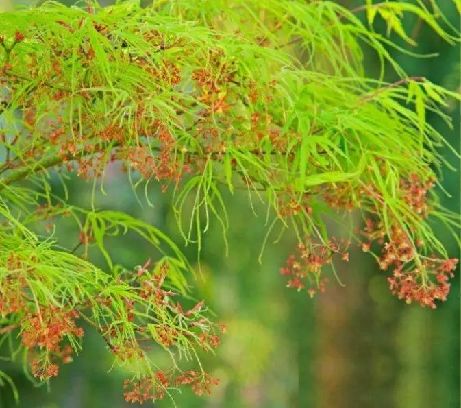 Acer palmatum Koto No Ito-printemps.webp
