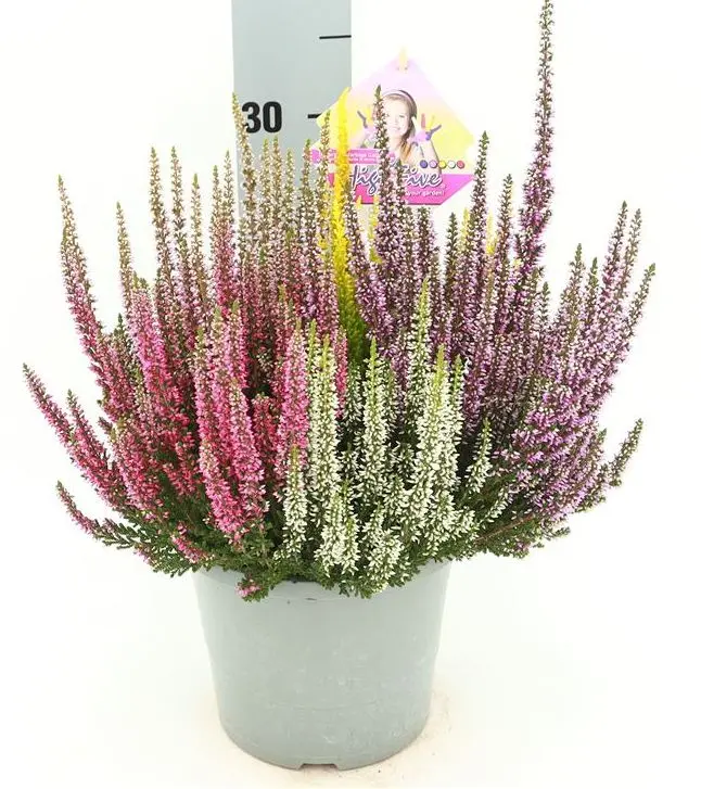 calluna-quatro-p17.webp