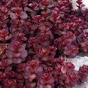 Sedum Spurium Voodoo-2.webp