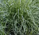 Carex morowii Ice Dance.webp