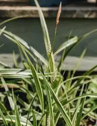 Carex morowii Ice Dance-3.webp