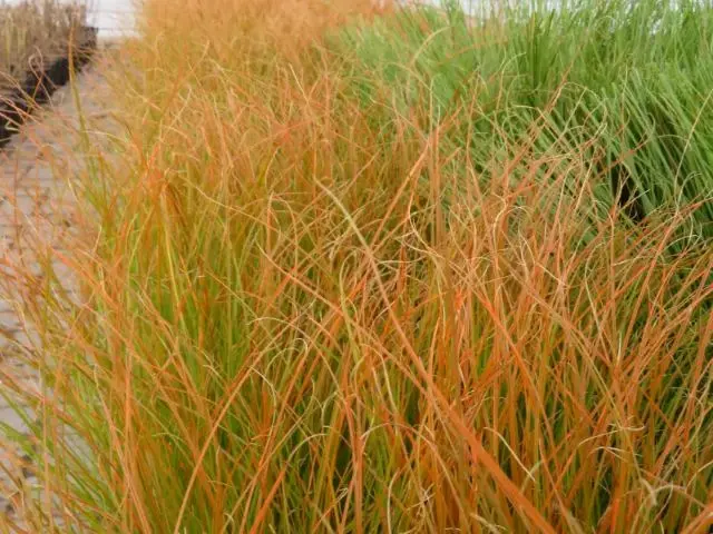 Carex testacea Prairie Fire.webp