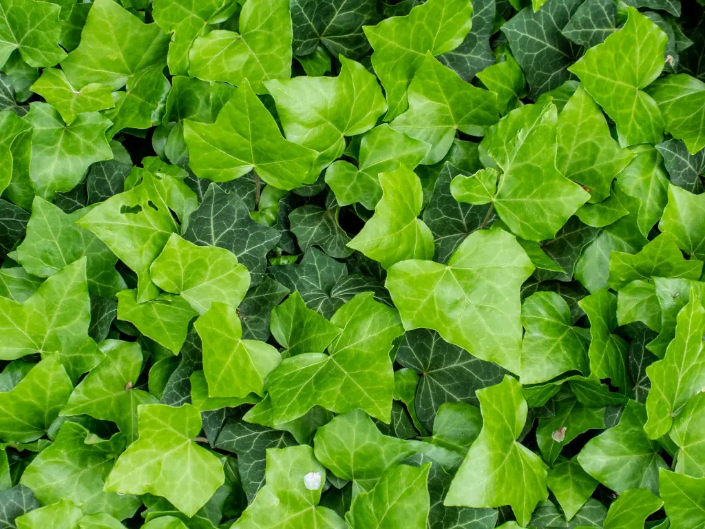 unsplash_LpaYy7Jgx6E_hedera.webp